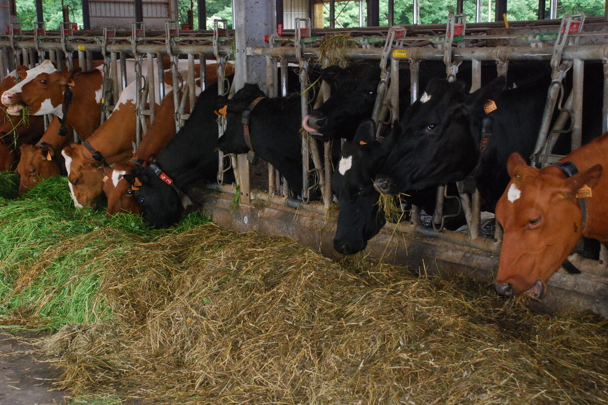 vaches laitières au Cornadis dans une stabulation - Illustration Donner de l’air aux vaches