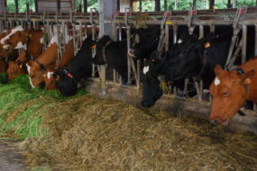 vaches laitières au Cornadis dans une stabulation