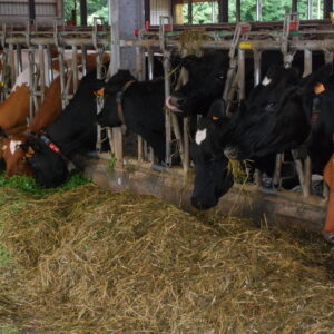 vaches laitières au Cornadis dans une stabulation