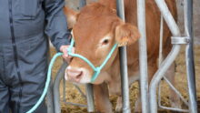 bovin limousin au cornadis et tenu par une corde