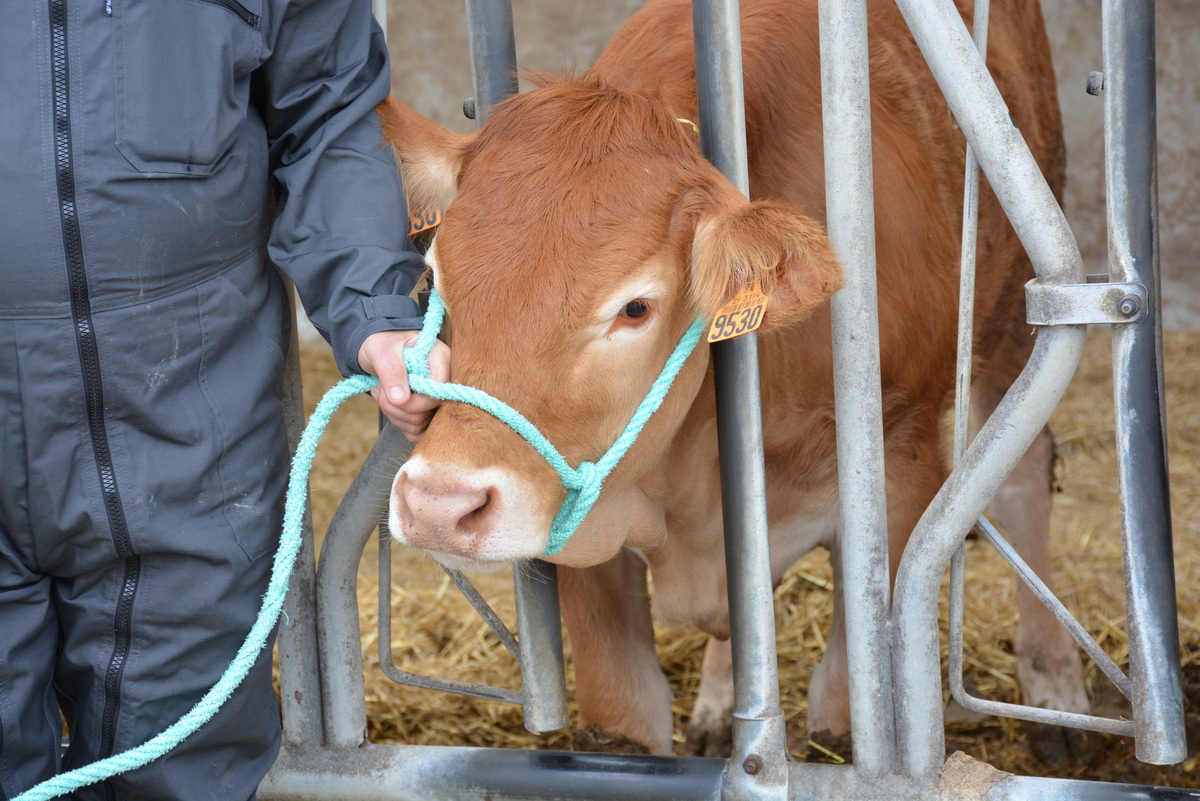bovin limousin au cornadis et tenu par une corde - Illustration Faire collaborer les animaux aux soins