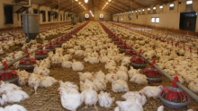 élevage de poulets