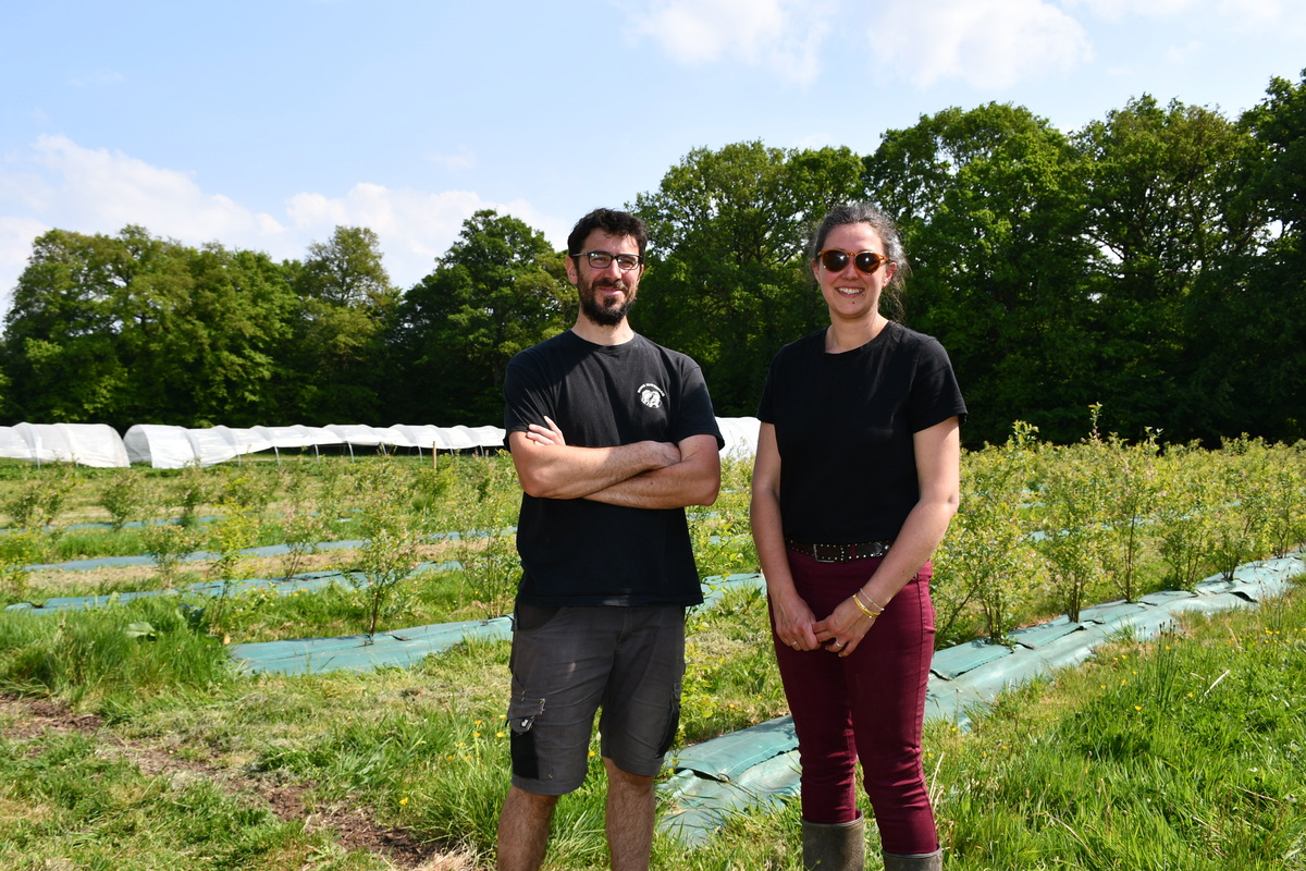 Un homme et une femme devant des cultures - Illustration Leur projet allie fraises et myrtilles