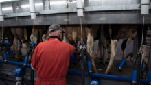 Une personne de dos en train d'effectuer la traite de vaches de race Hlstein dans une salle de traite TPA