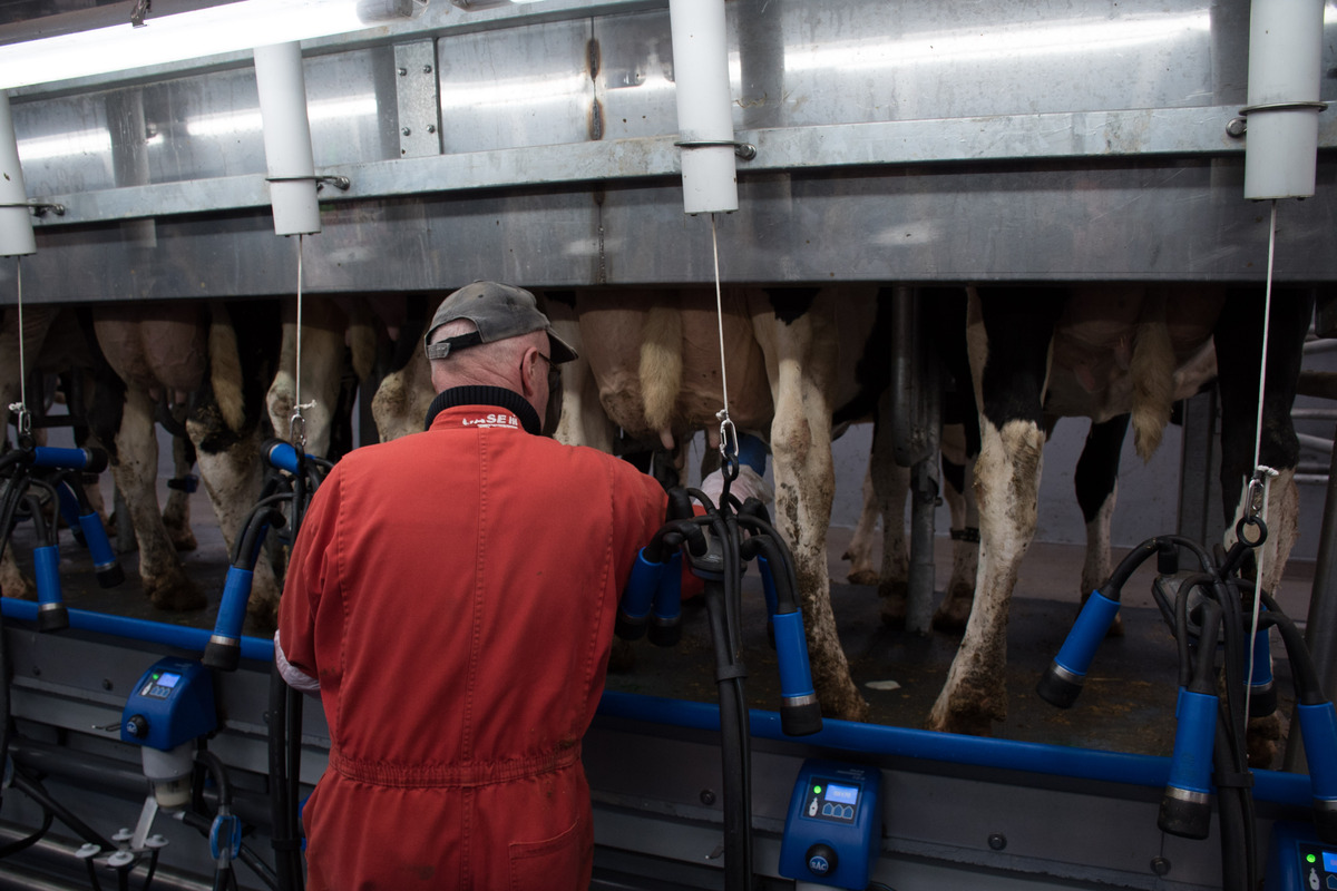 Une personne de dos en train d'effectuer la traite de vaches de race Hlstein dans une salle de traite TPA - Illustration Réglementation du travail : Couvrir le retraité actif sur la ferme