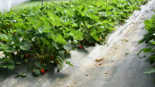 Fraises en pleine terre