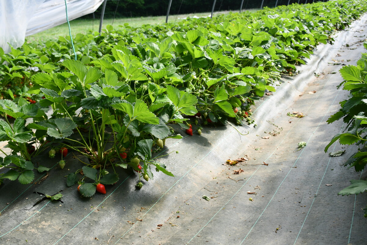 Fraises en pleine terre - Illustration Aucun traitement sur la ferme