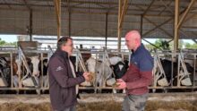 Deux hommes discutent dans un bâtiment agricole avec en arrière plan des vaches au cornadis