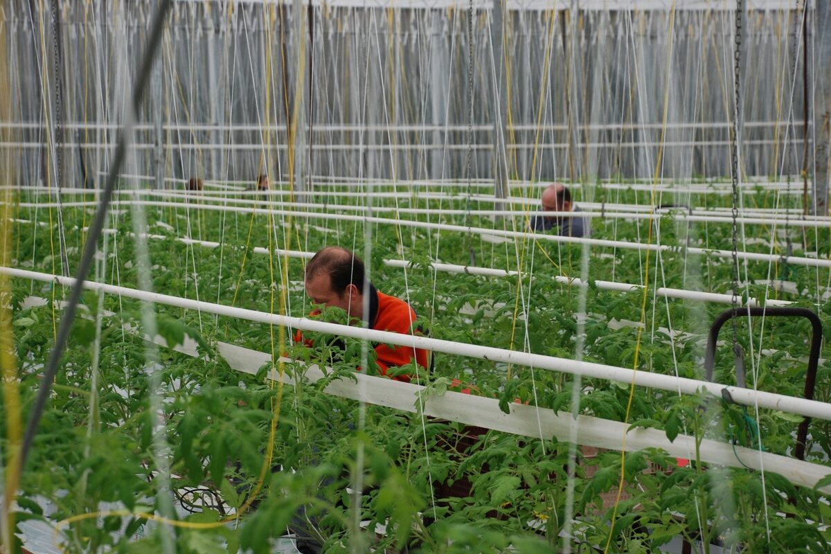 salariés dans une serre de tomates - Illustration Hausse des candidats pour l’emploi agricole