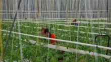 salariés dans une serre de tomates