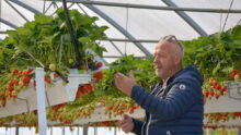 Un homme dans une serre de fraises suspendues