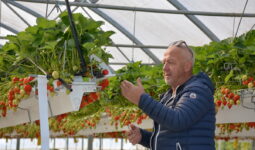 Un homme dans une serre de fraises suspendues
