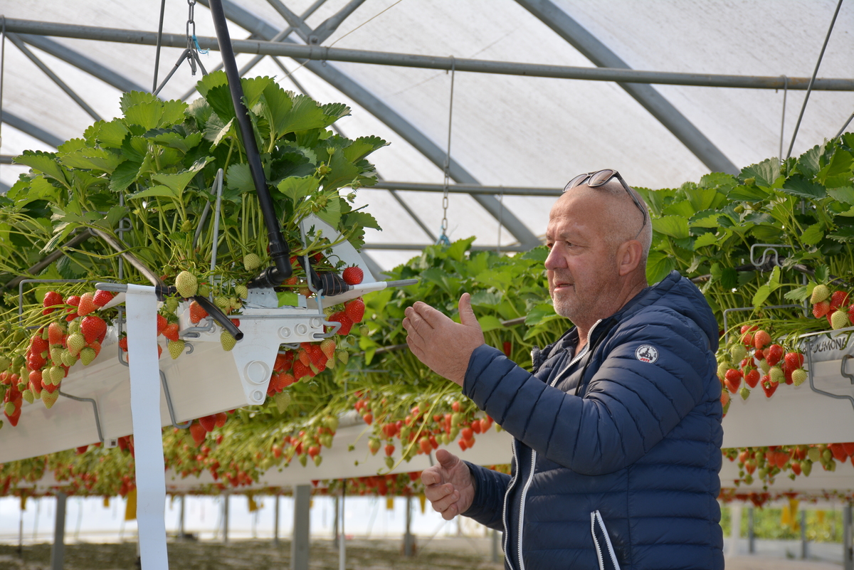 Un homme dans une serre de fraises suspendues - Illustration Des fraises locales dans les cuisines collectives