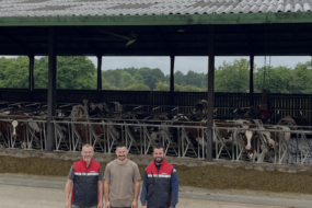 Trois hommes devant la table d'alimentation d'un bâtiment pour vaches slaitières