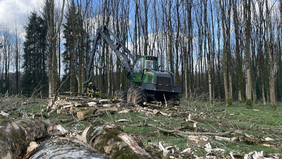 Un chantier d'abattage d'arbres - Illustration Entreprises forestières : Une conjoncture catastrophique