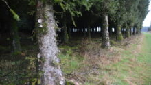 Une plantation d'arbres ayant bénéficié d'un élagage de pénétration.