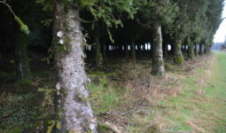 Une plantation d'arbres ayant bénéficié d'un élagage de pénétration.