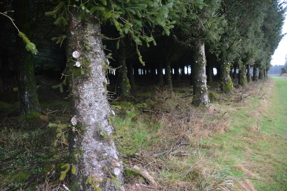Une plantation d'arbres ayant bénéficié d'un élagage de pénétration. - Illustration Vente de bois : Des niveaux de prix record