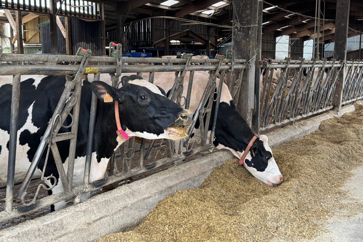 Deux vaches de race Holstein au cornadis en train de manger une ration à base d'enilage de maïs - Illustration Anticiper grâce au THI du bâtiment