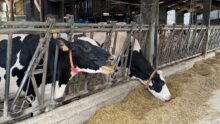 Deux vaches de race Holstein au cornadis en train de manger une ration à base d'enilage de maïs