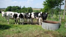 génisses près d'un abreuvoir