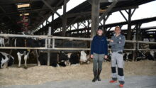 Une femme et un homme dans un bâtiment avec des vaches Holstein