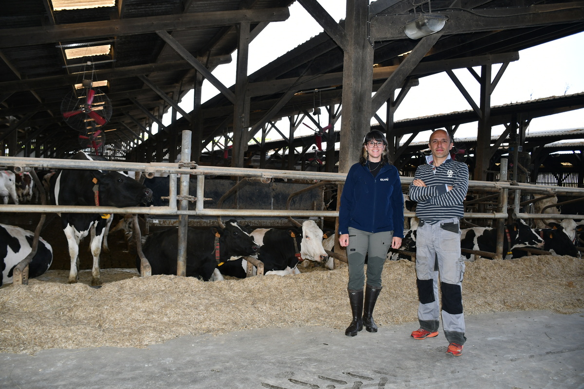 Une femme et un homme dans un bâtiment avec des vaches Holstein - Illustration Un diagnostic pour éviter les mauvais investissements