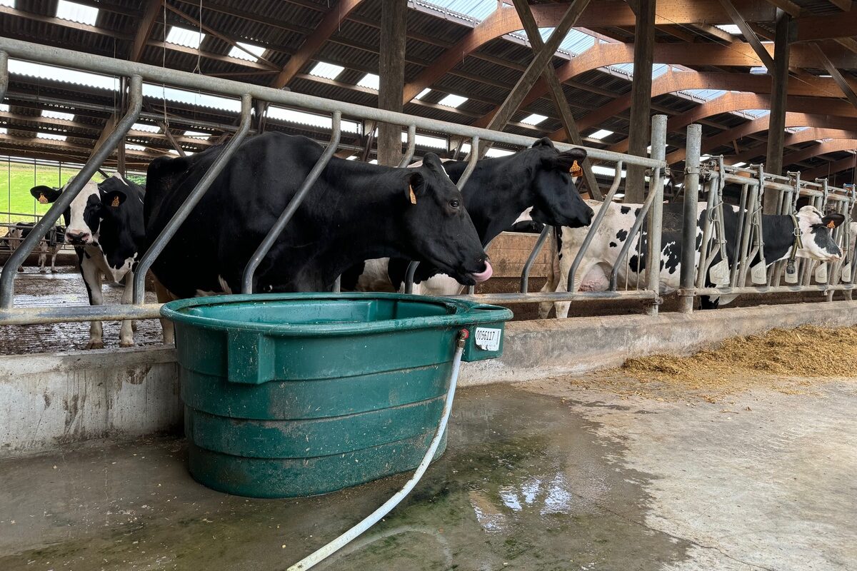 Deux vaches de race Holstein au cornadis devant un bac à eau rajouté sur le couloir d'alimentation d'une stabulation - Illustration Répondre aux besoins réels en eau