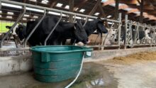 Deux vaches de race Holstein au cornadis devant un bac à eau rajouté sur le couloir d'alimentation d'une stabulation