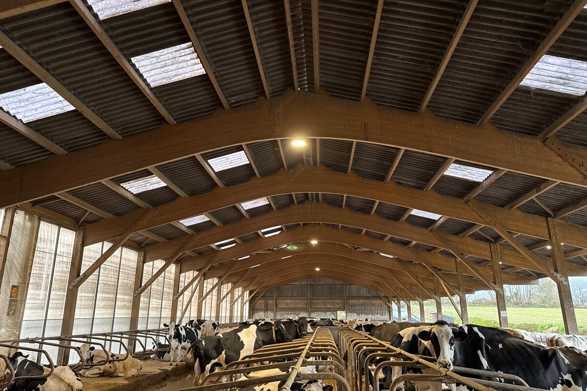 Aperçu d'une étable avec charpente bois et logettes abritant des vaches de race Holstein - Illustration Repeindre les translucides