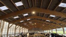 Aperçu d'une étable avec charpente bois et logettes abritant des vaches de race Holstein