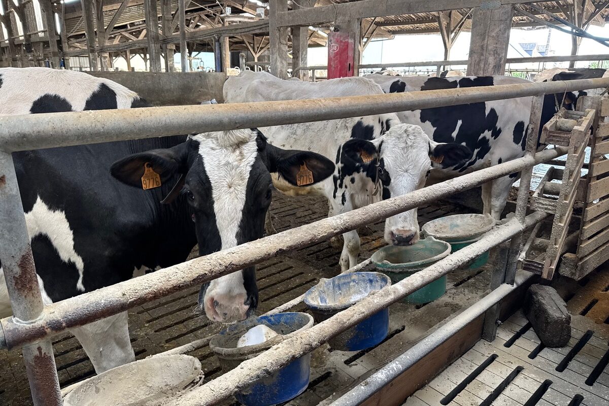 Des vaches de race Holstein derrière une barrière devant des seaux de minéraux - Illustration Des leviers face à la chaleur