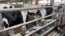 Des vaches de race Holstein derrière une barrière devant des seaux de minéraux