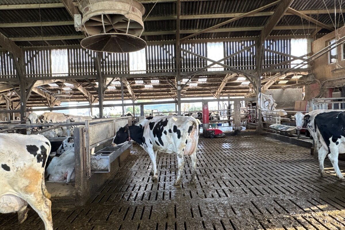 Des vaches laitières de race Holstein dans une stabulation sur caillebotis équipée d'un abreuvoir et d'un ventilateur  - Illustration De l&rsquo;eau, de l&rsquo;air, de l&rsquo;ombre  face au stress thermique