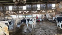 Des vaches laitières de race Holstein dans une stabulation sur caillebotis équipée d'un abreuvoir et d'un ventilateur