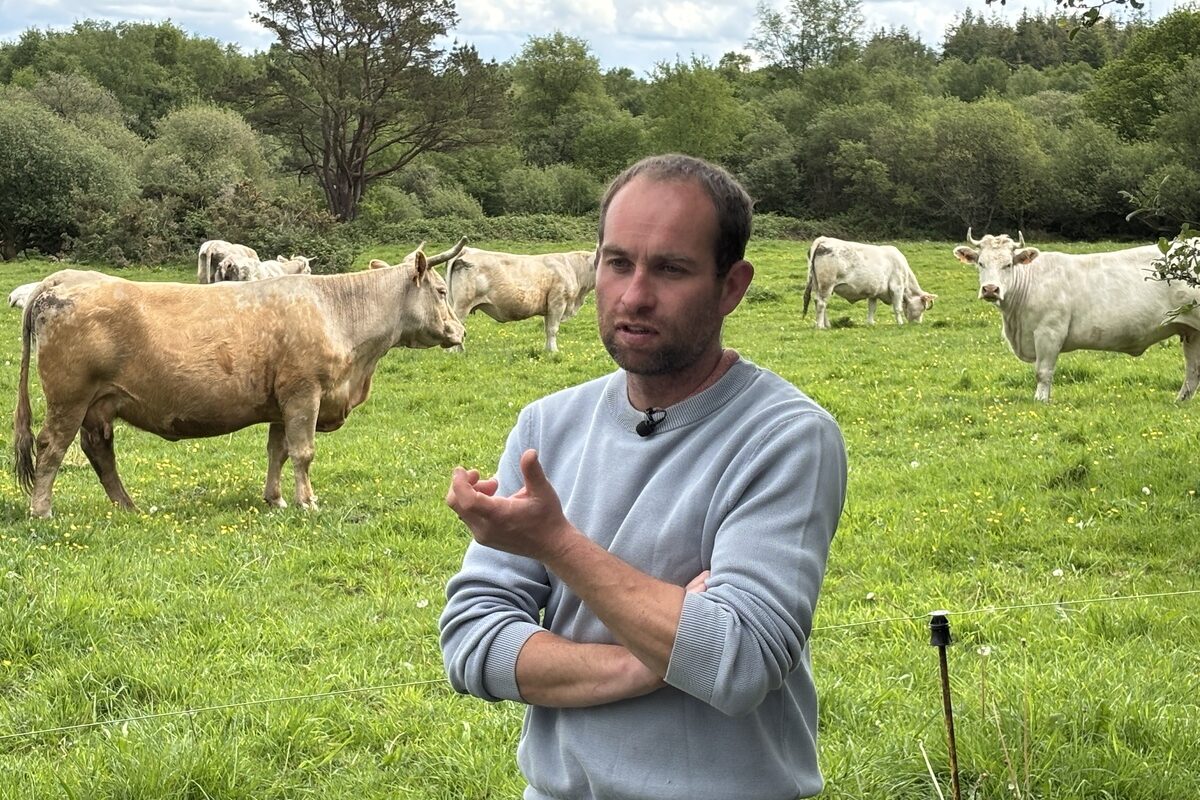 Un agriculteur au milieu de ses vaches dans un champ - Illustration Combiner élevage, landes et tourbières