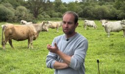 Un agriculteur au milieu de ses vaches dans un champ