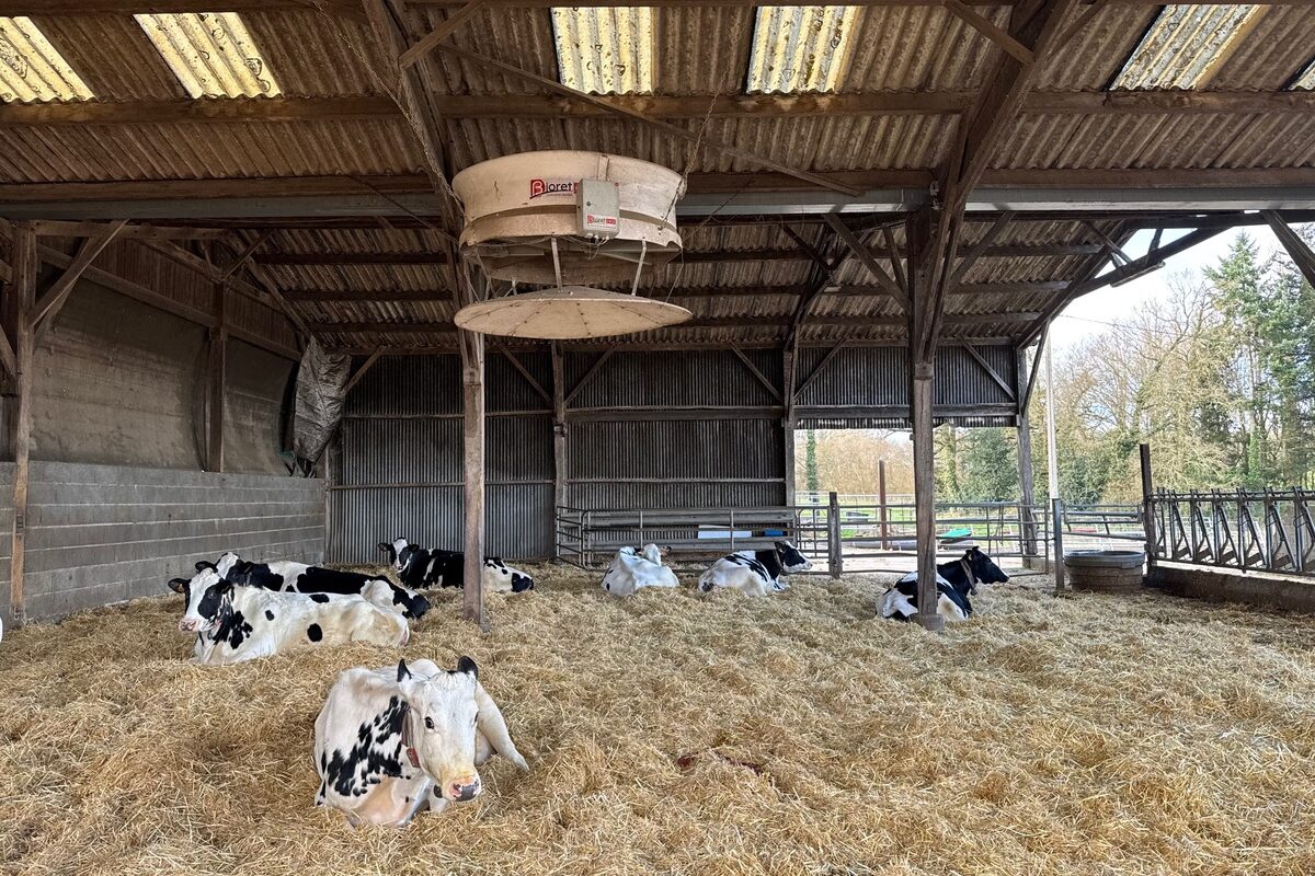Sous un ventilateur, des vaches taries de race Holstein couchée sur une litière paillée - Illustration Choyer les taries
