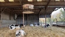 Sous un ventilateur, des vaches taries de race Holstein couchée sur une litière paillée