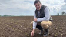 Un agriculteur accroupi dans un champ de maïs tout juste germé