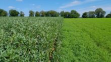 Essai en bandes de féverole et de lupin dans une parcelle agricole