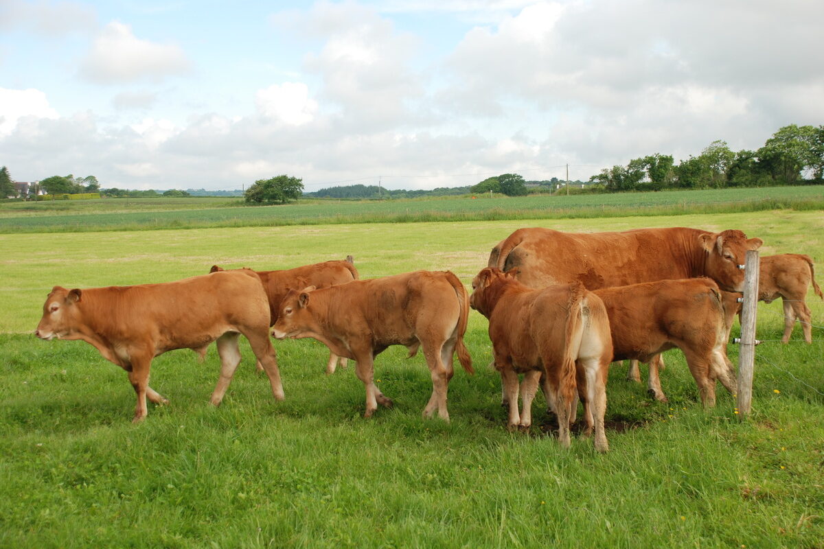 Vaches et veaux limousins dans une prairie - Illustration Amélioration modérée de la rentabilité