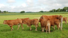 Vaches et veaux limousins dans une prairie