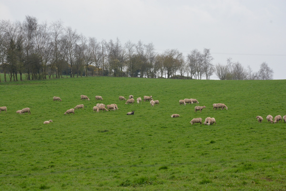 Des moutons dans un champ - Illustration Le point sur les attaques de troupeau