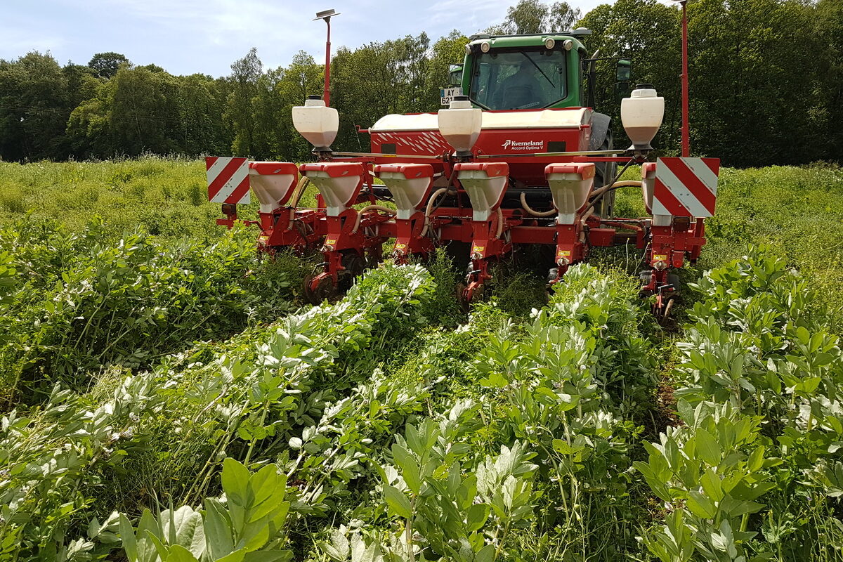 Un tracteur équipé d'un semoir réalise du semis direct  - Illustration Parlons protéines en porc et fumure de fond